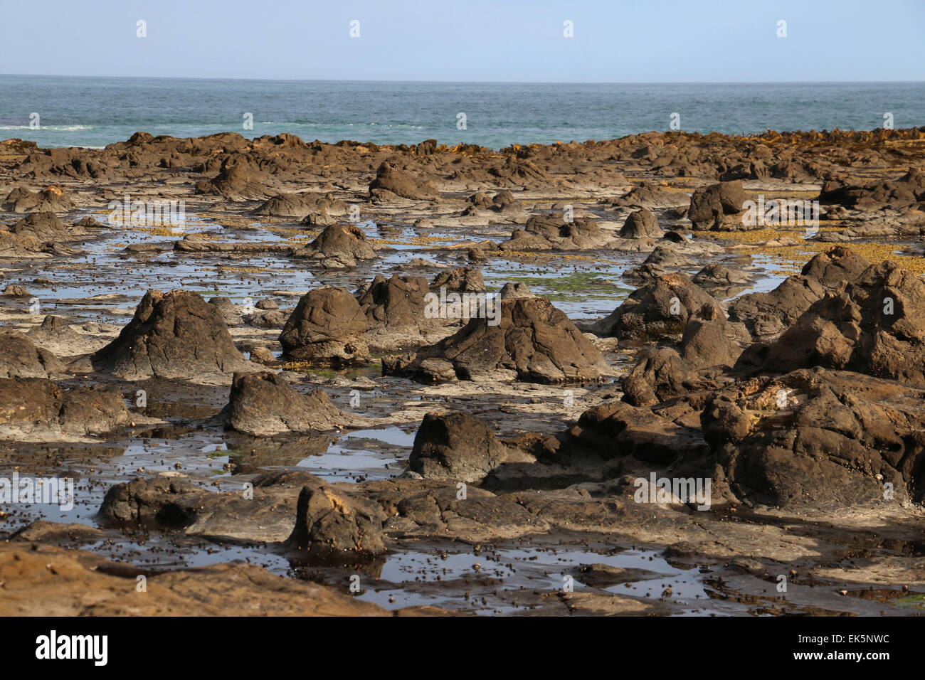 Tree stump fossils Curio Bay, New Zealand Stock Photo