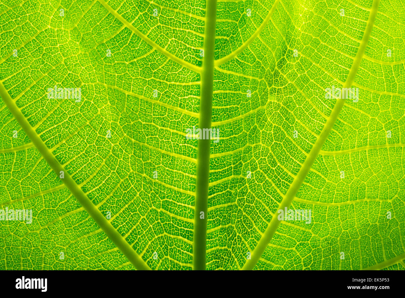 Macro photograph of green leaf hi-res stock photography and images - Alamy