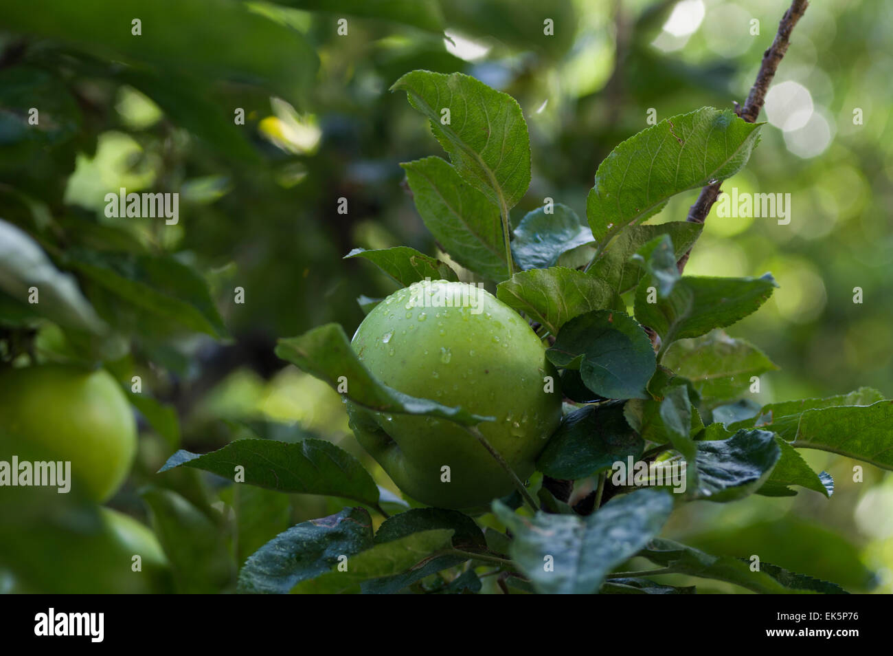 Picture of Bird eating apples on a tree hi-res stock photography and images - Alamy