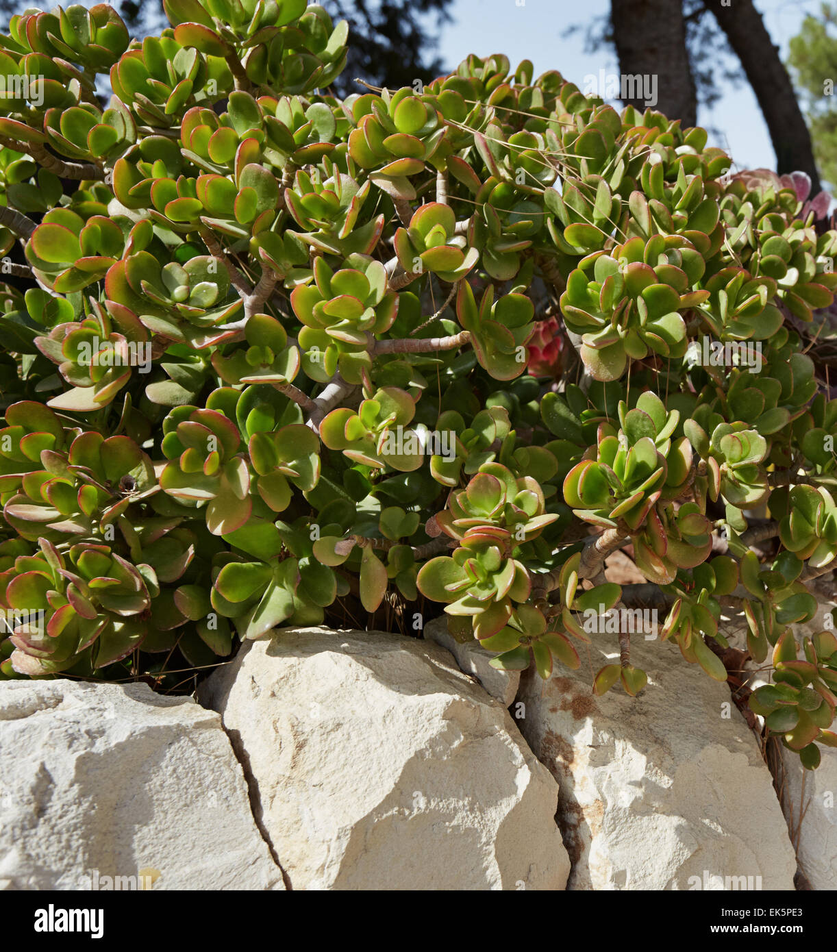 Italy, Sicily, succulent plants in a garden Stock Photo Alamy