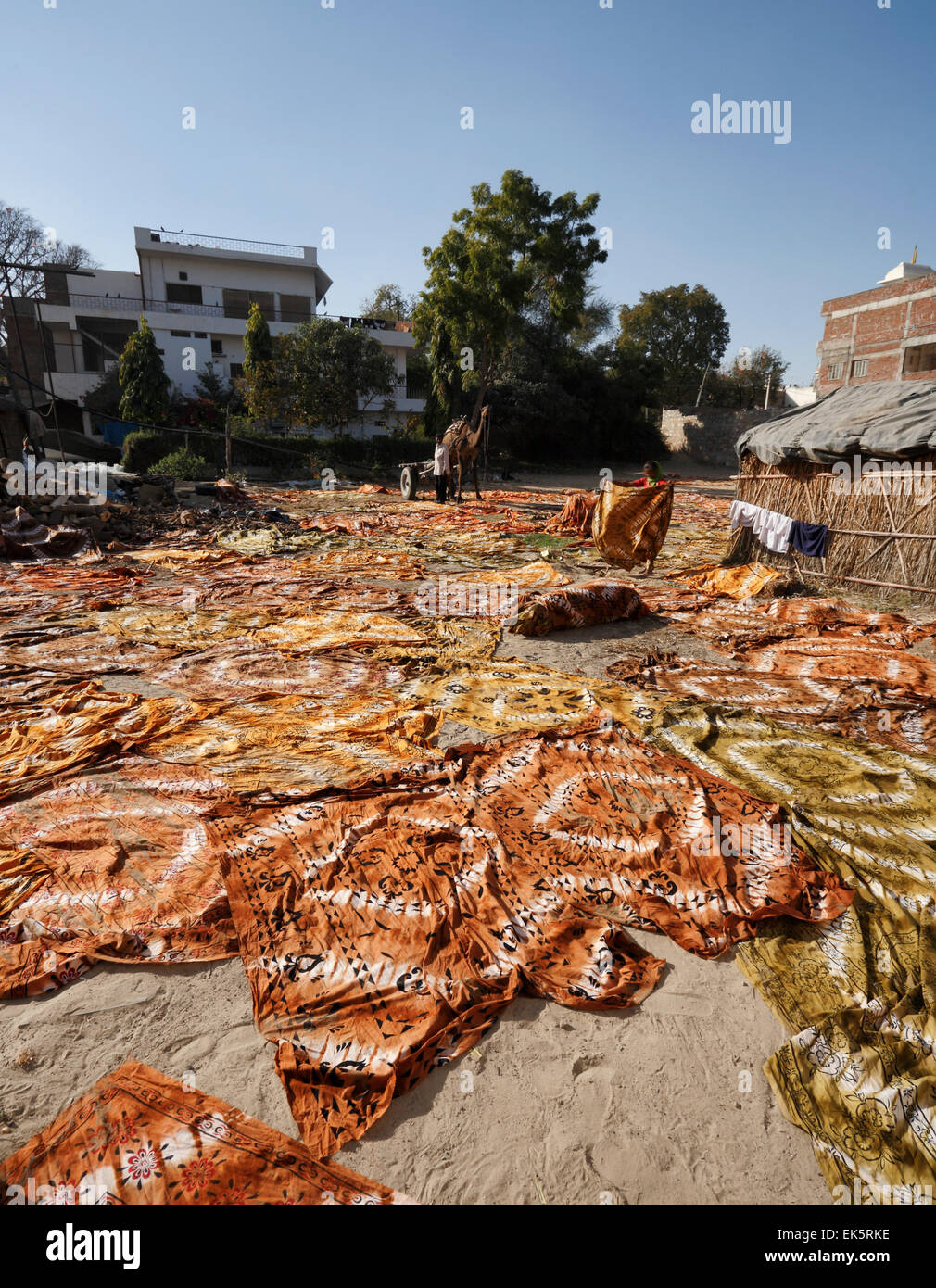 India, Rajasthan, Jaipur, painted cotton cloths spread out to dry under