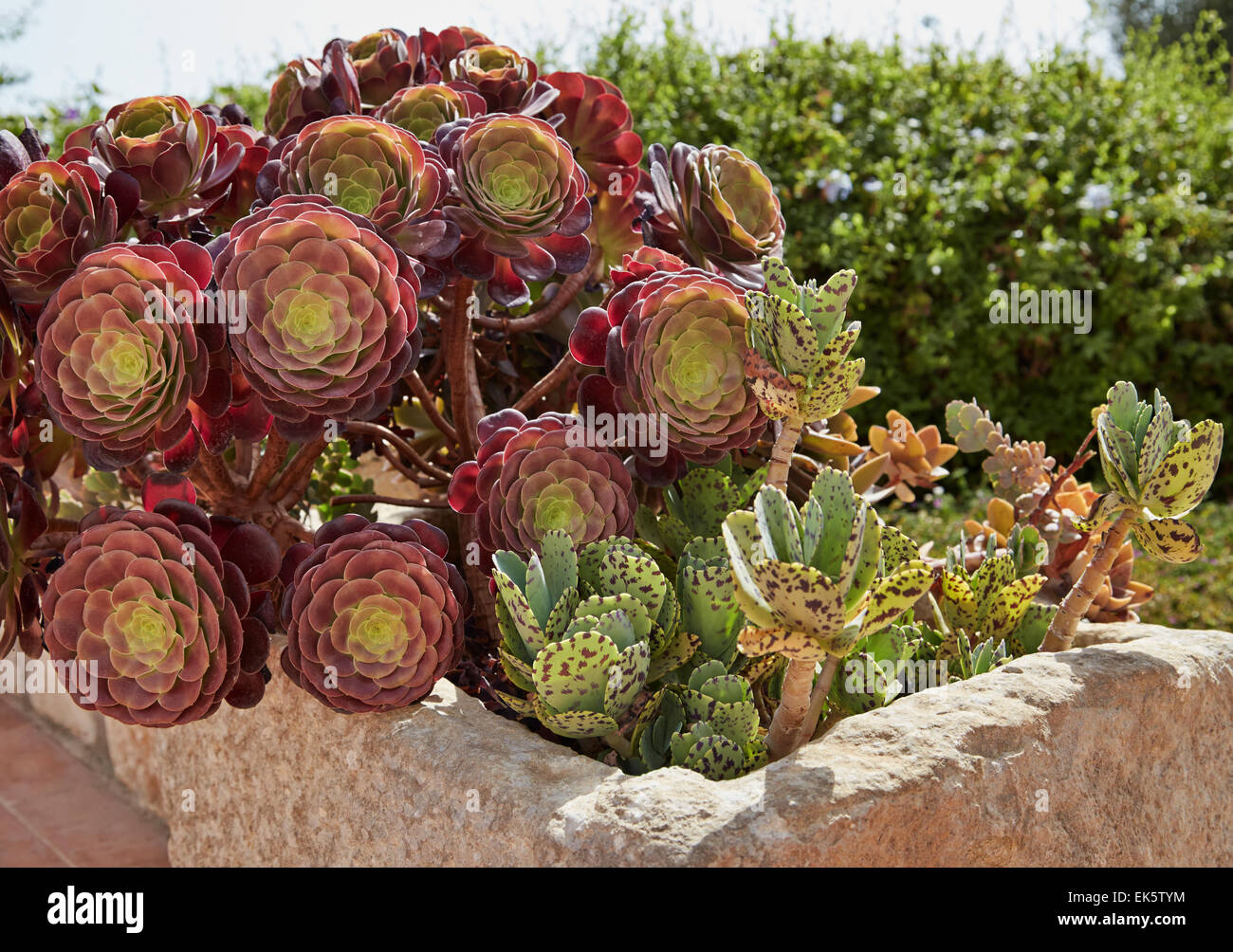Italy, Sicily, countryside, succulent plants in a garden Stock Photo