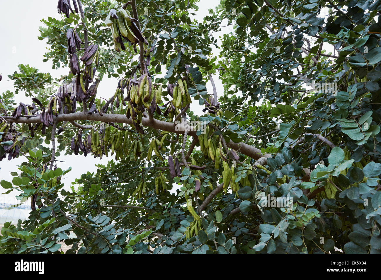 Italy, Sicily, countryside, carob tree full of carobs Stock Photo Alamy