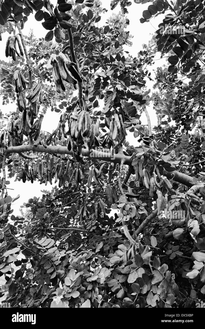 Carob tree ceratonia siliqua Black and White Stock Photos & Images Alamy