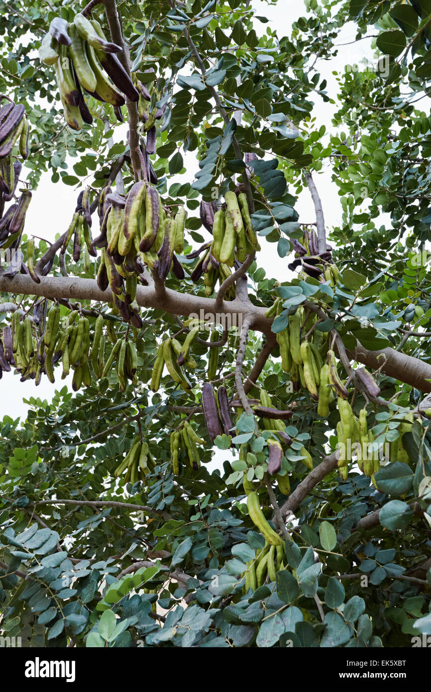 Italy, Sicily, countryside, carob tree full of carobs Stock Photo Alamy