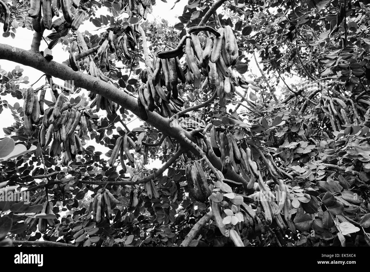 Carob tree ceratonia siliqua Black and White Stock Photos & Images Alamy