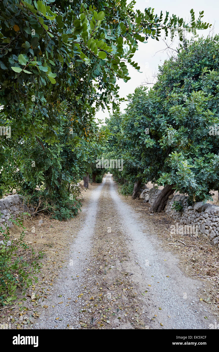 Italy, Sicily, countryside, carob trees and sicilian stone walls Stock