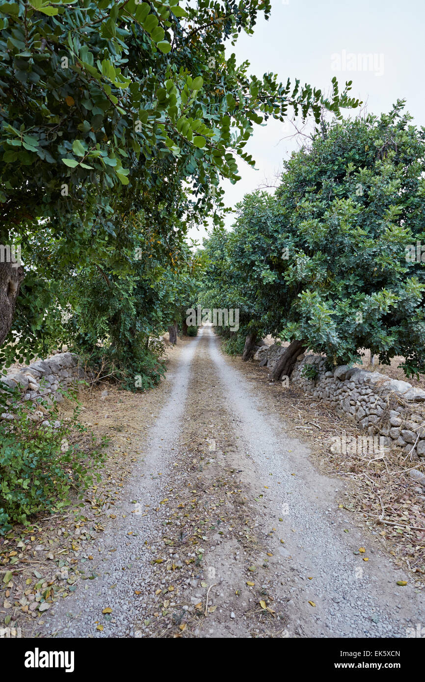 Italy, Sicily, countryside, carob trees and sicilian stone walls Stock