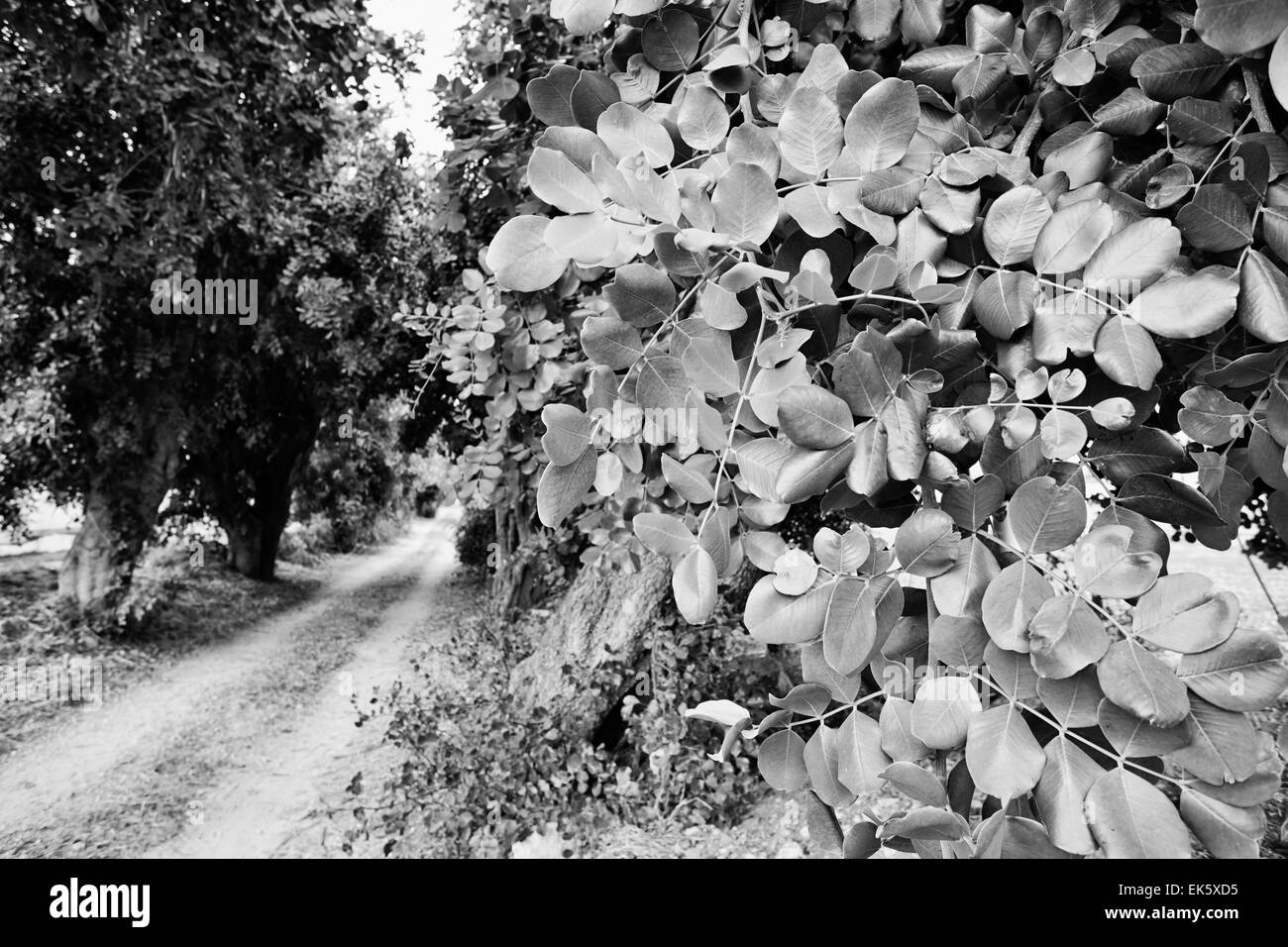Carob tree ceratonia siliqua Black and White Stock Photos & Images Alamy