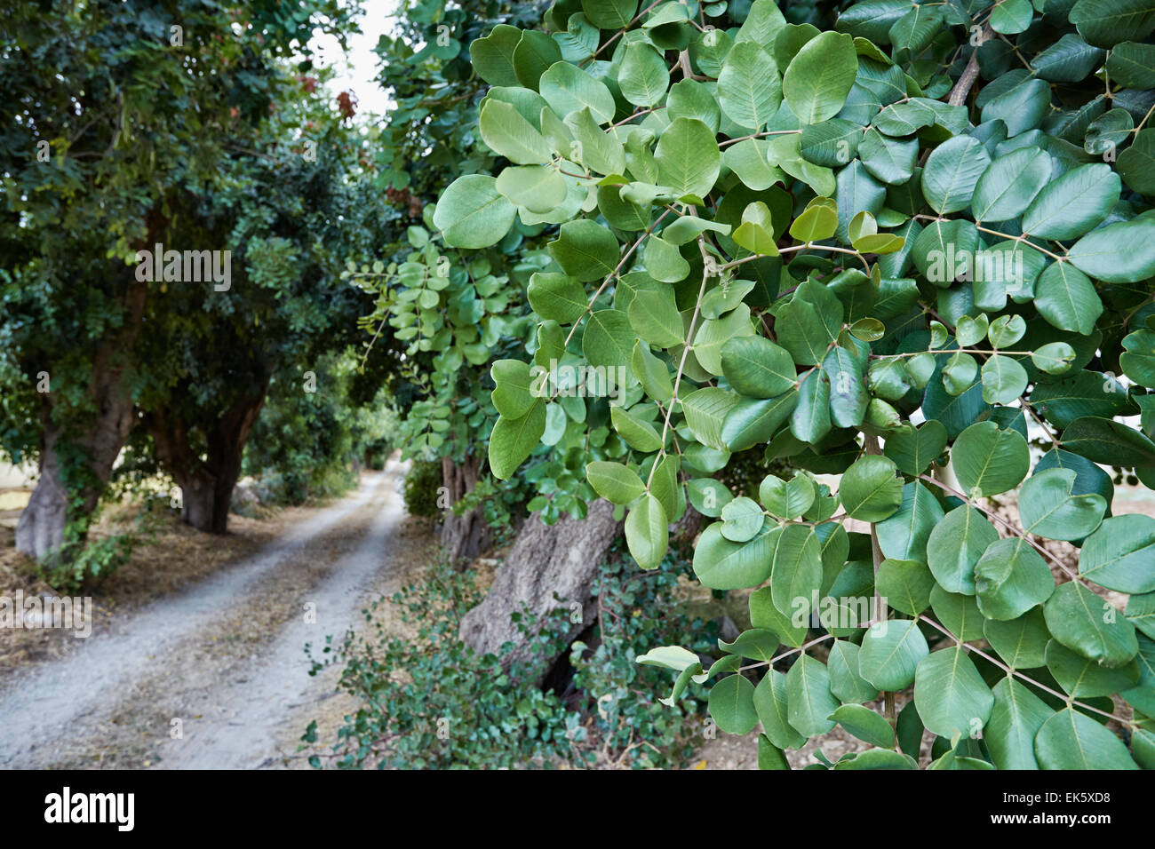 Carobs Trees High Resolution Stock Photography and Images Alamy