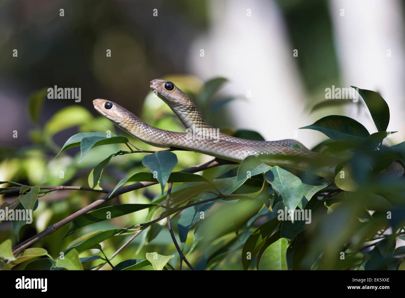 Thailand, Chiang Mai, countryside, snakes on a plant Stock Photo