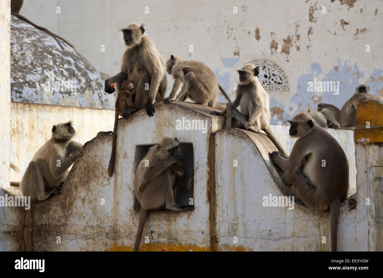 India, Rajasthan, Pushkar, indian monkeys Stock Photo - Alamy