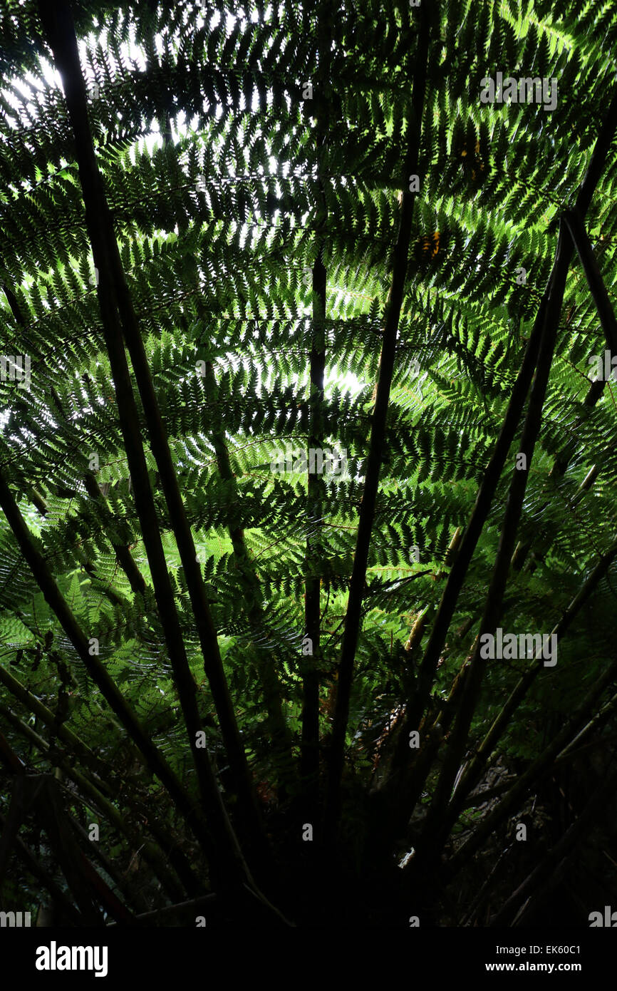 Fern new zealand hi-res stock photography and images - Alamy