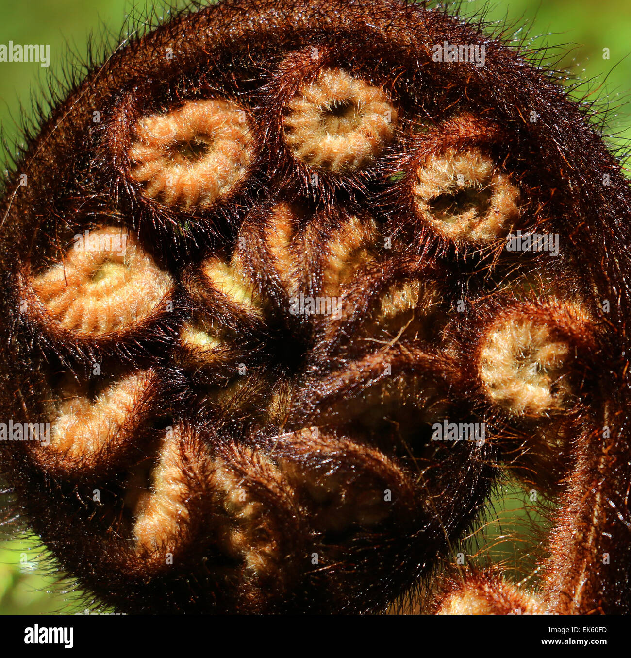 Fern new zealand hi-res stock photography and images - Alamy