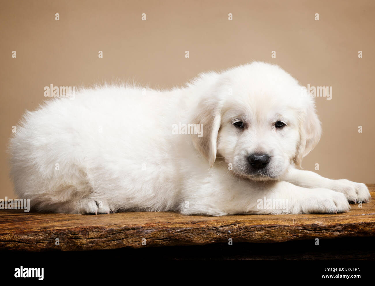 Platinum colored Golden Retriever puppy (6 weeks). Stock Photo
