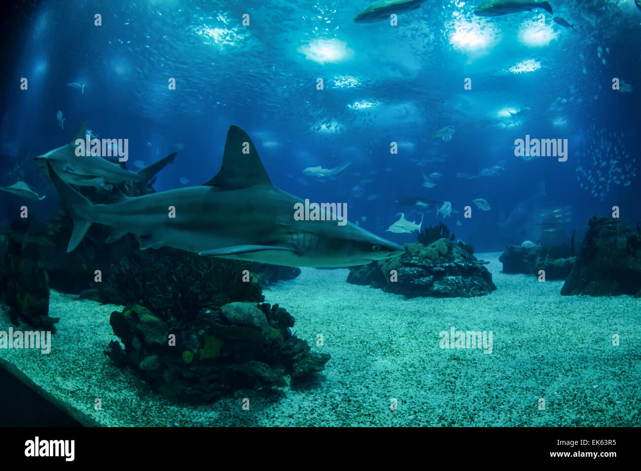 Portugal Lisbon Lisbon Oceanarium Ocean rio De Lisboa Grey Sharks portugal-lisbon-lisbon-oceanarium-ocean-rio-de-lisboa-grey-sharks