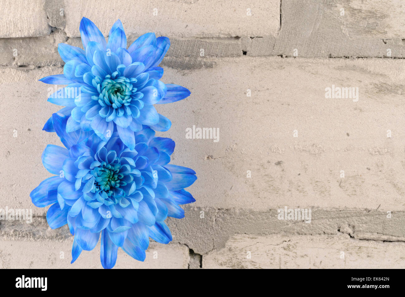 Blue chrysanthemum flowers over grey brick wall Stock Photo