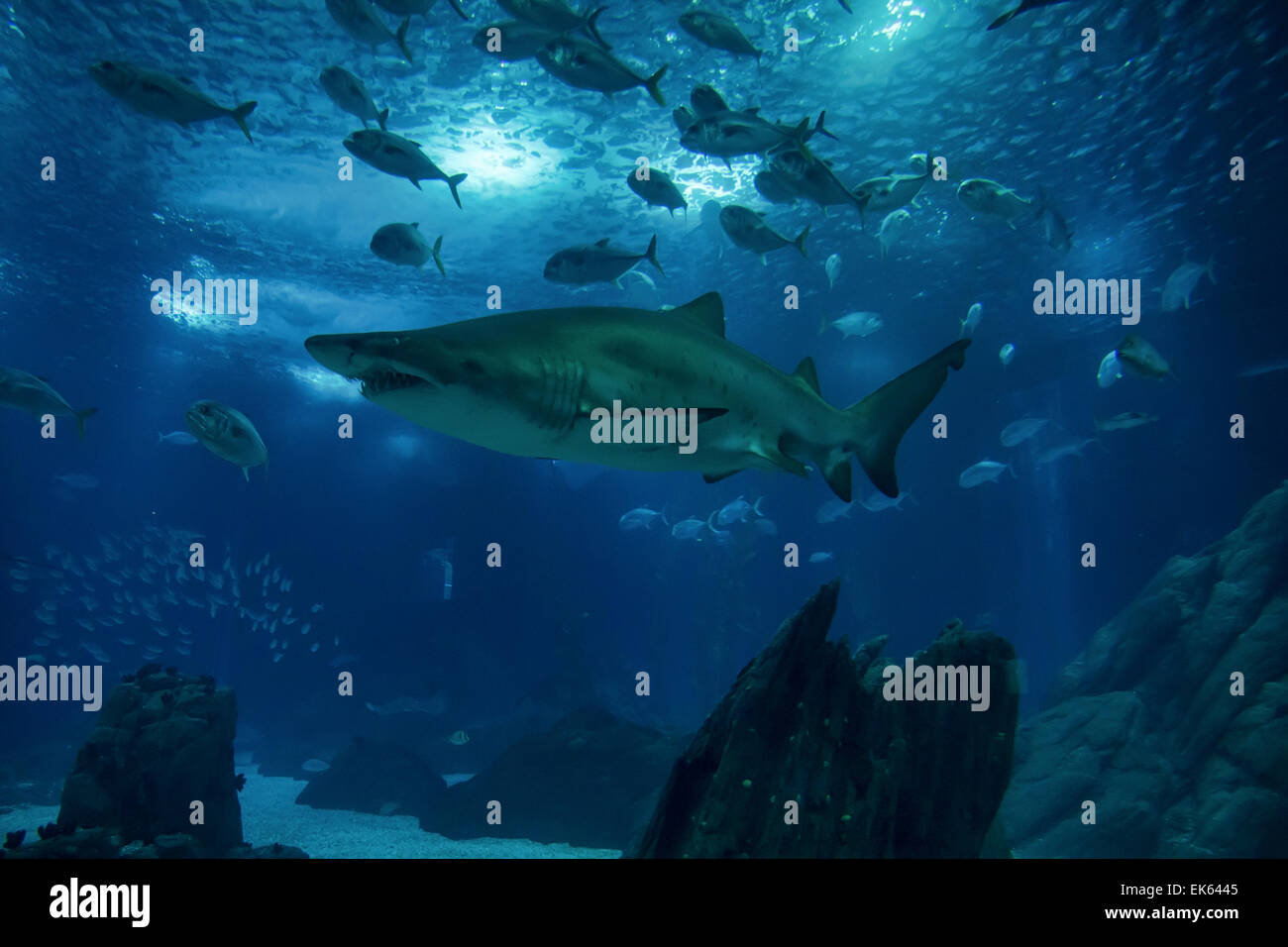 Portugal Lisbon Lisbon Oceanarium Ocean rio De Lisboa Sand Shark portugal-lisbon-lisbon-oceanarium-ocean-rio-de-lisboa-sand-shark