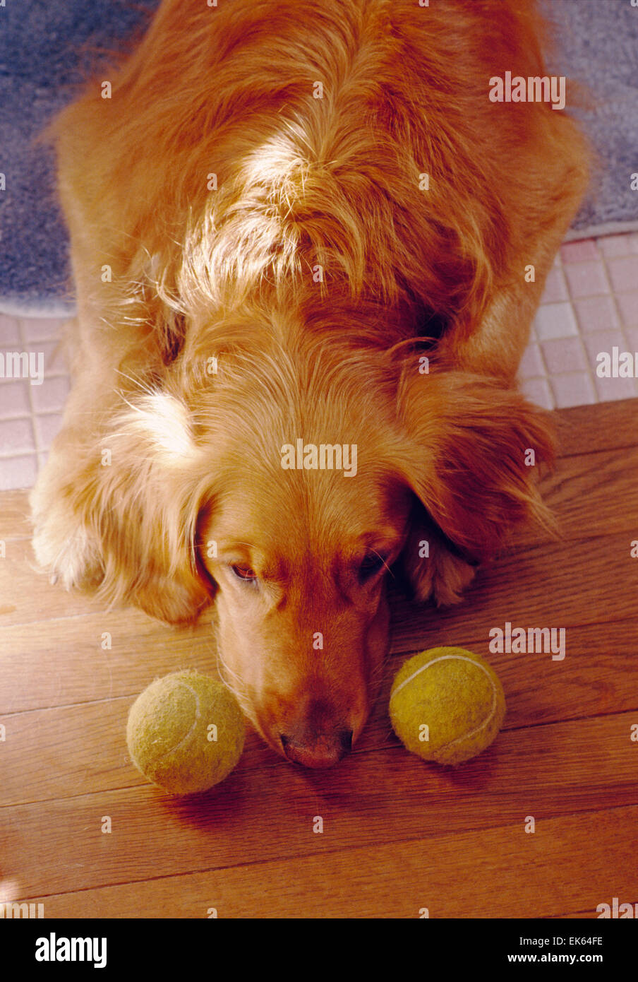 Sleeping Golden Retriever dog with tennis ball Stock Photo