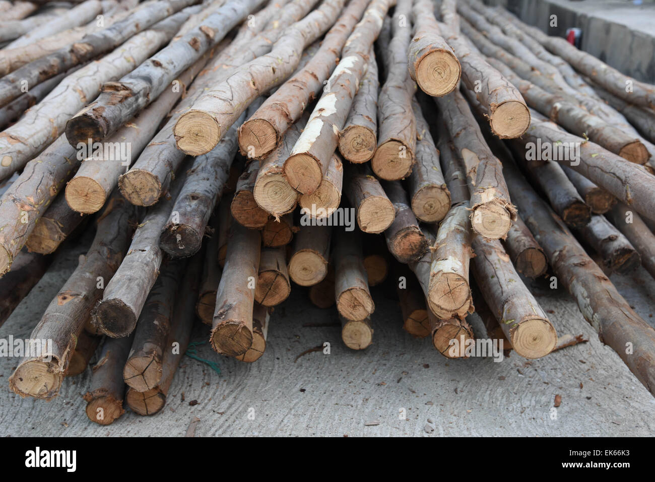 Division eucalyptus many taken for use in construction Stock Photo Alamy