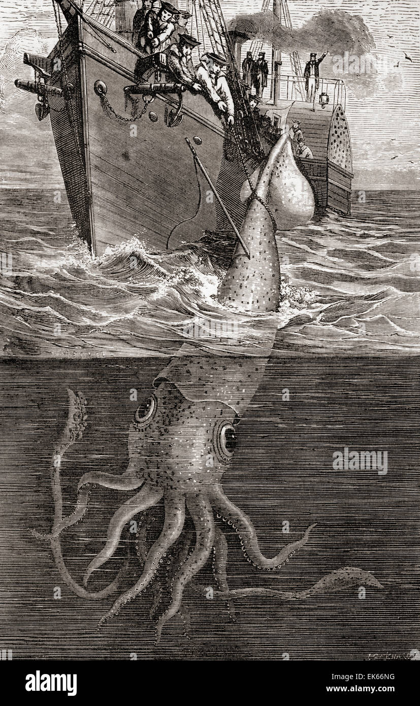 A giant squid, Architeuthis Architeuthidae, hooked by the French gunboat Alecton in 1861. Stock Photo