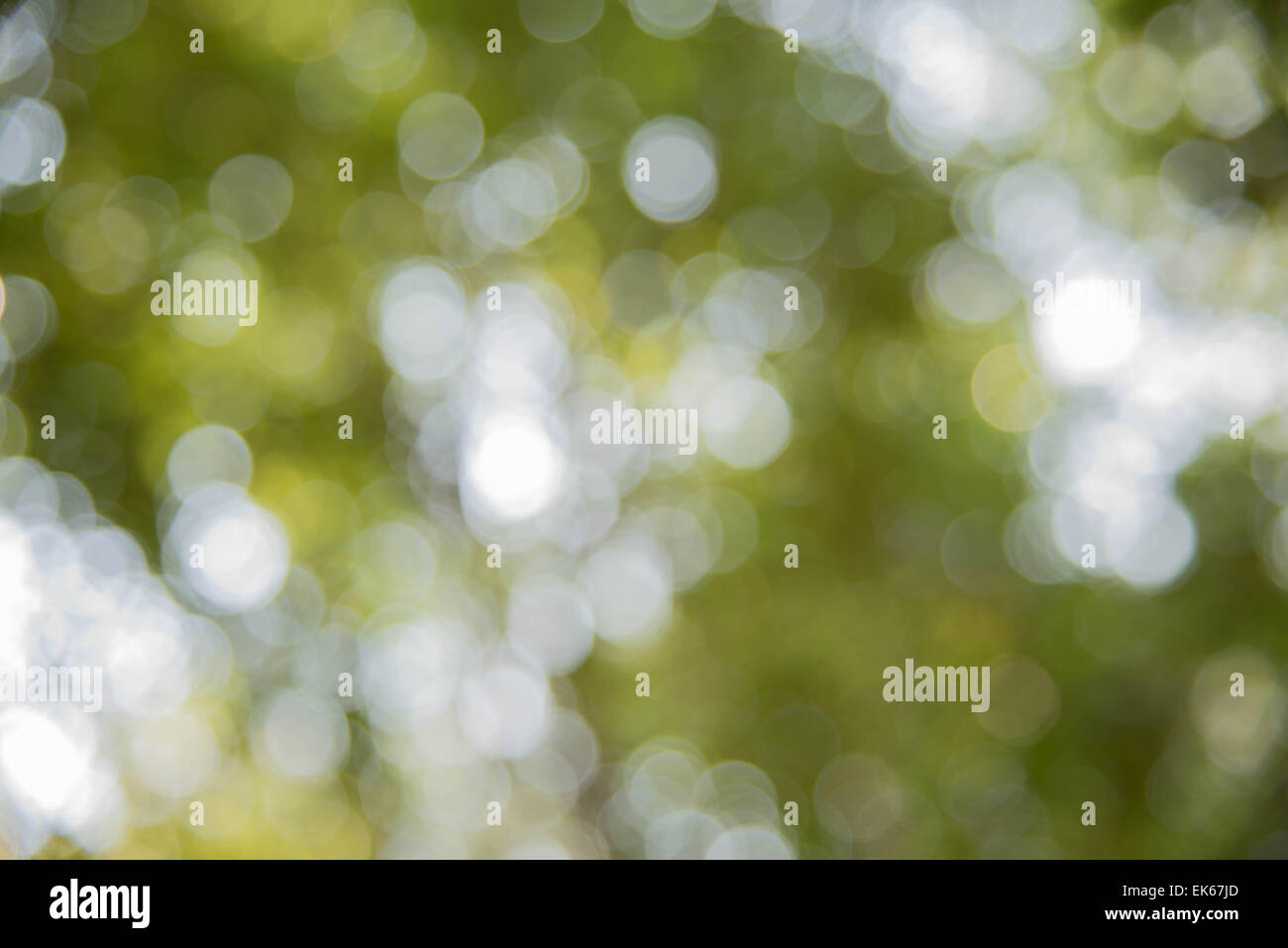 Bokeh blur from natural tree For texture background Stock Photo - Alamy