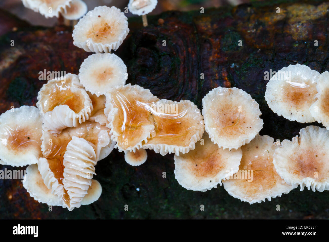 Mushrooms. Stock Photo