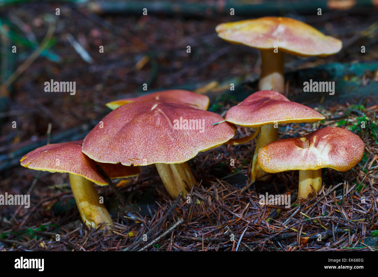 Plums and Custard or Red-haired agaric (Tricholomopsis rutilans) mushrooms. Gorbeia Natural Park. Alava, Spain, Europe. Stock Photo