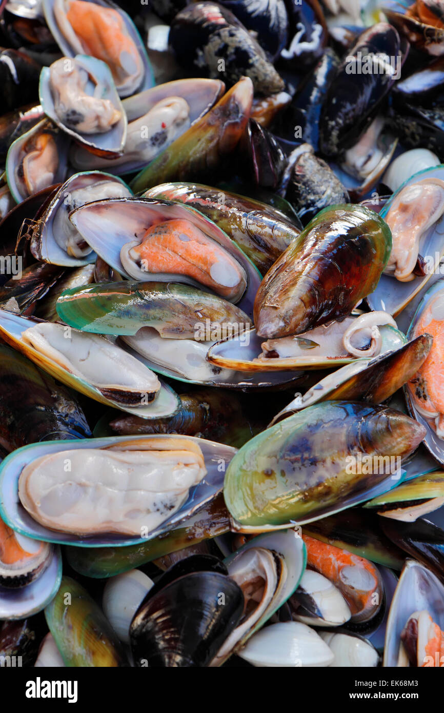 Mytilus galloprovincialis hires stock photography and images Alamy