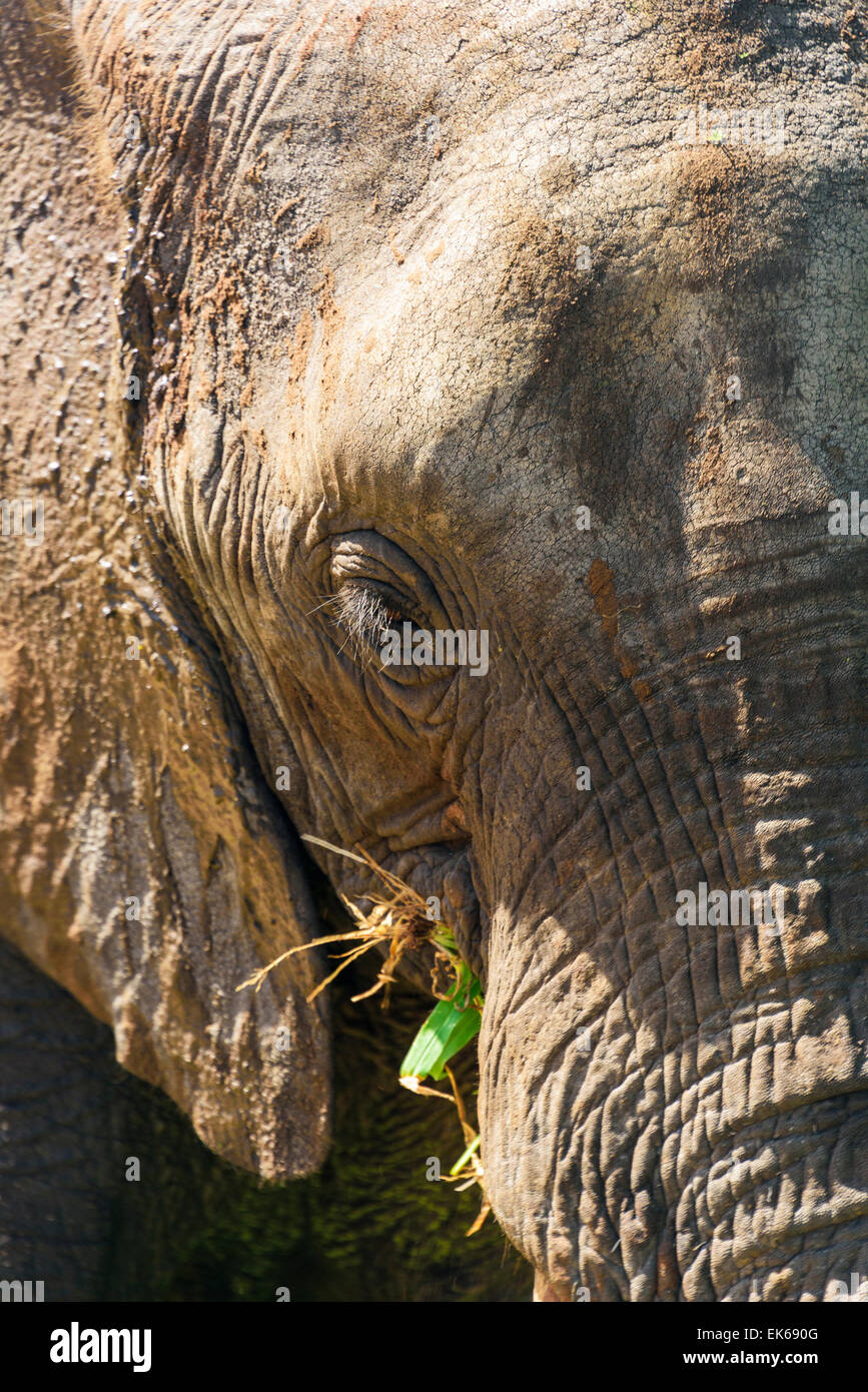 Loxodonta africana, tembo, ndovu, Portrait of elephant eating in Tarangire National Park, Manyara Region, Tanzania, Africa. Stock Photo