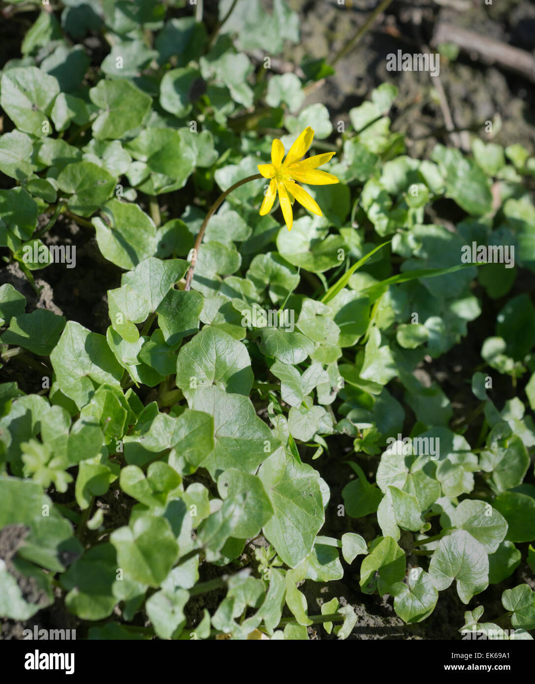 Lesser celandine - Ranunculus ficaria Stock Photo