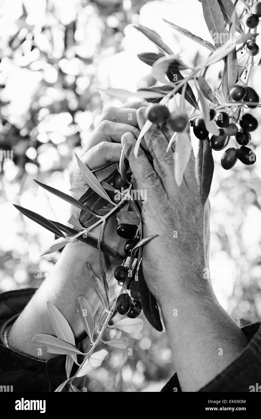 Olives picking Black and White Stock Photos & Images Alamy