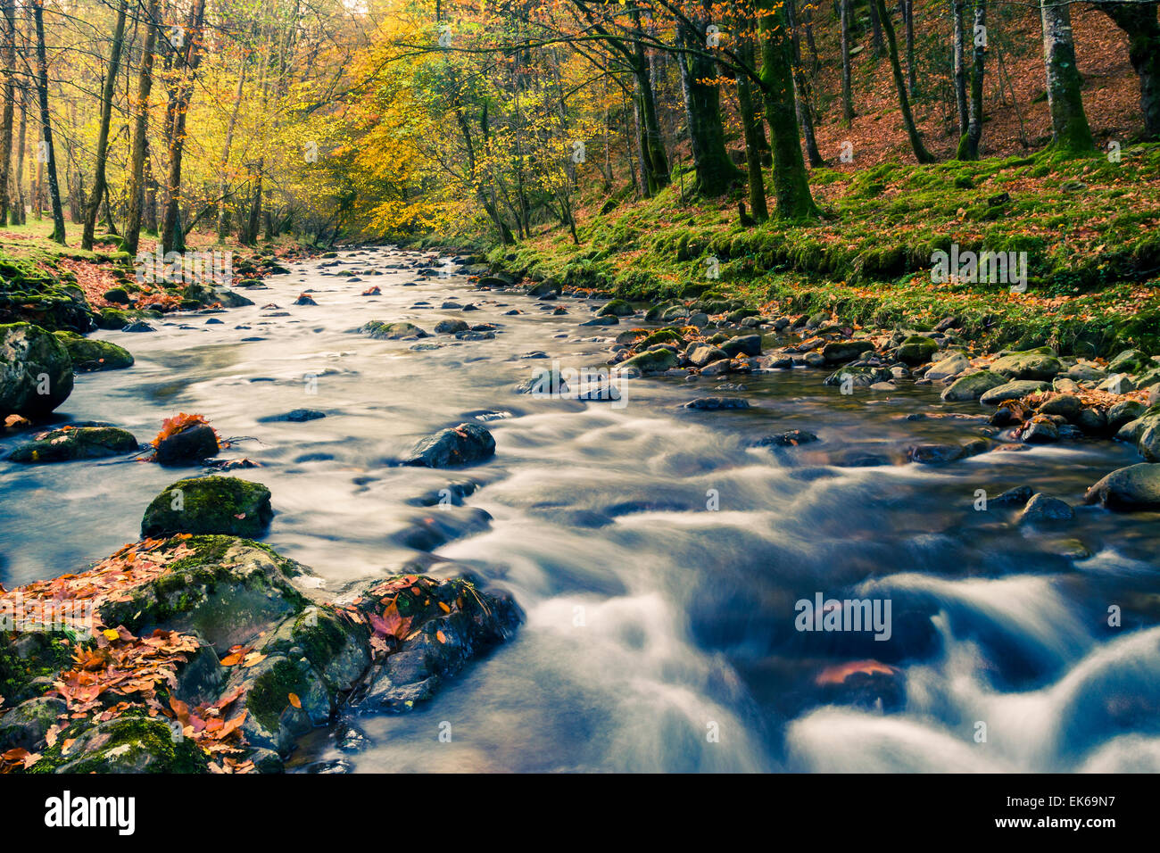 Forest and river in autumn. Ucieda. Ruente. Cabuerniga Valley. Cantabria, Spain, Europe. Stock Photo