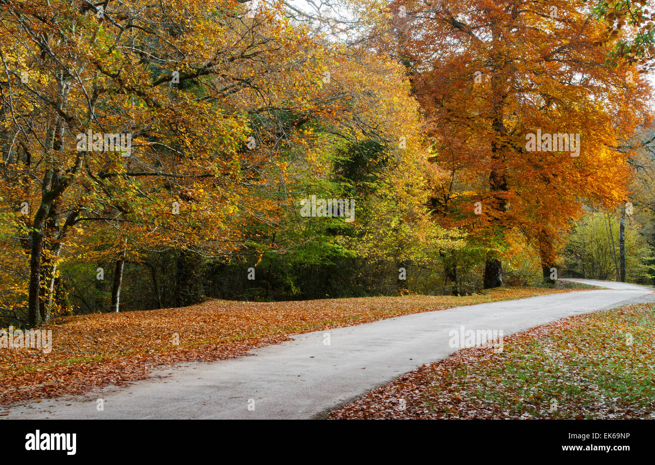 Forest and track in autumn. Ucieda. Ruente. Cabuerniga Valley. Cantabria, Spain, Europe. Stock Photo