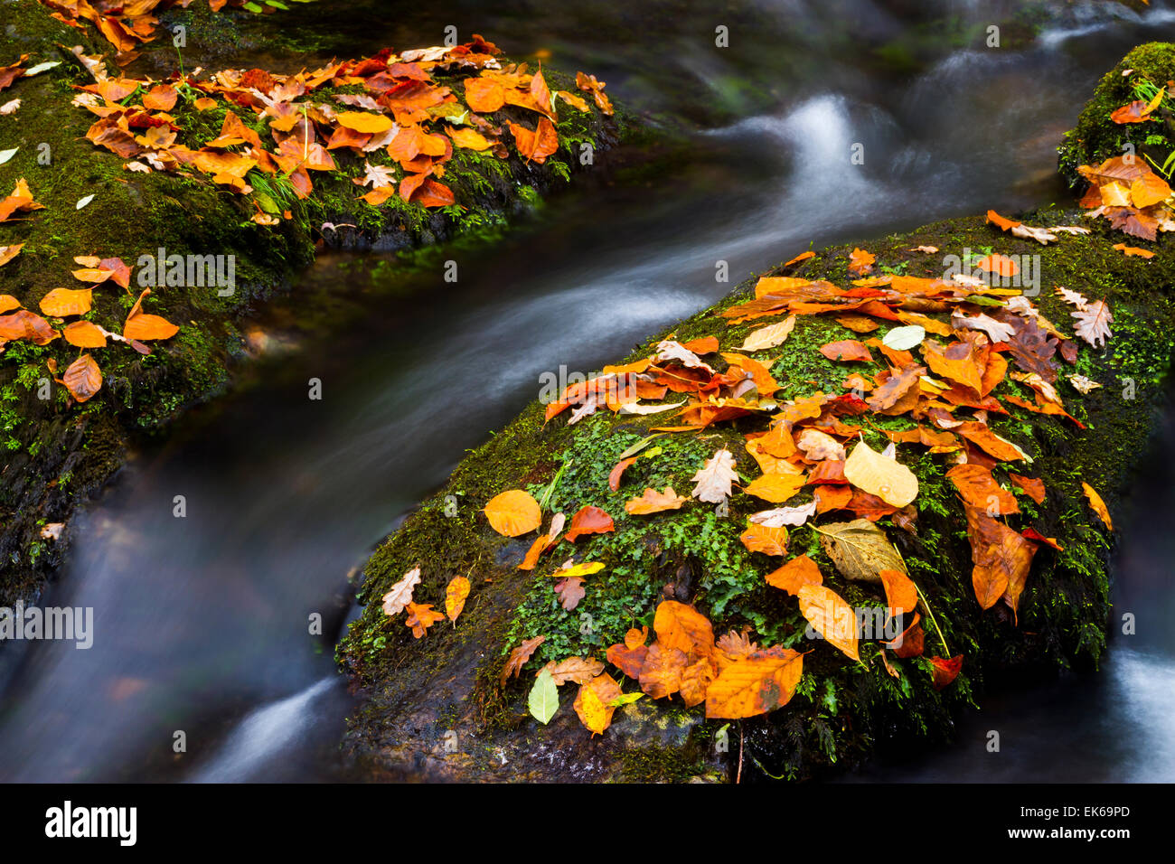 Forest and river in autumn. Ucieda. Ruente. Cabuerniga Valley. Cantabria, Spain, Europe. Stock Photo