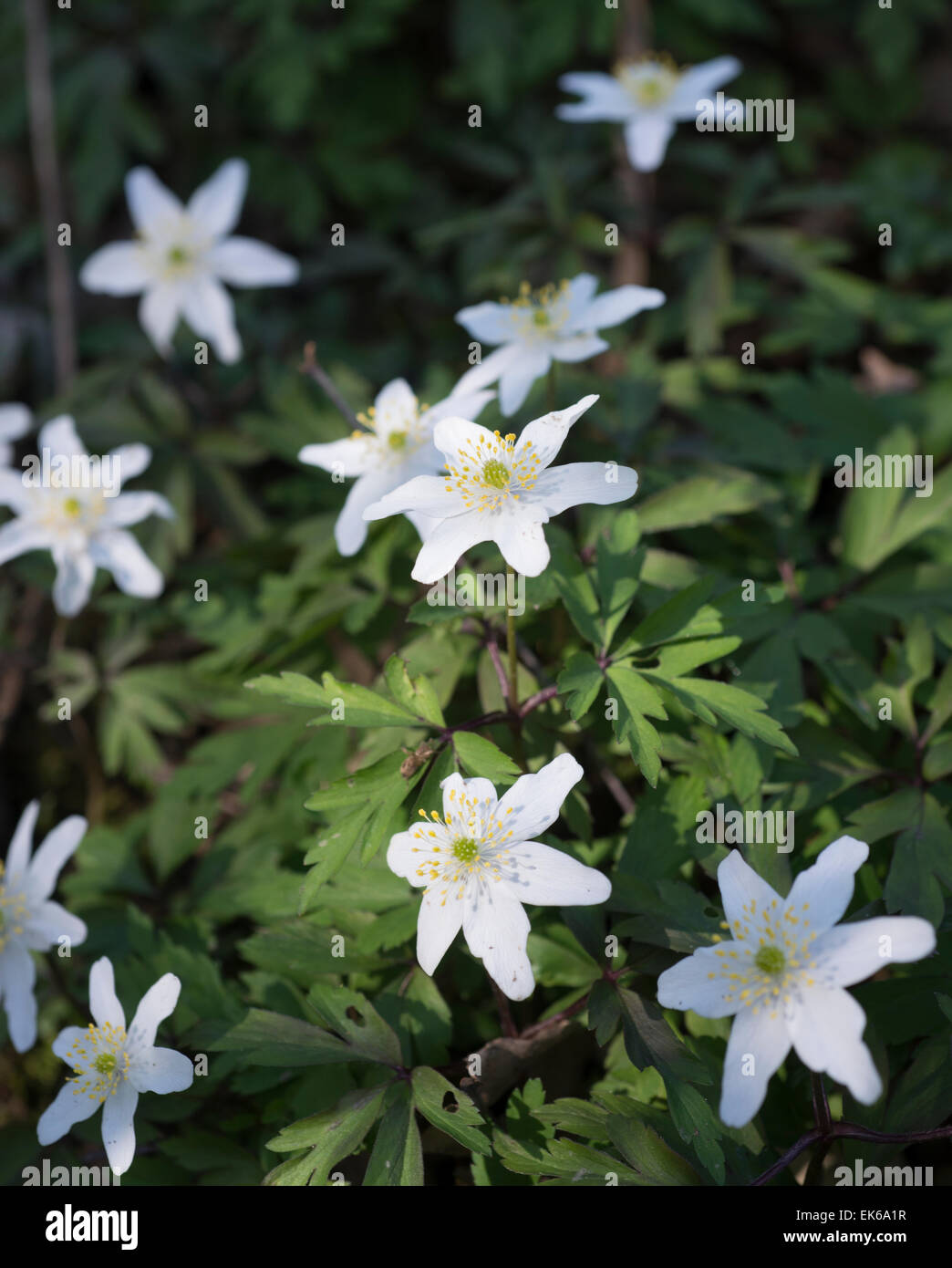 Wood anemone Anemone nemorosa Stock Photo Alamy