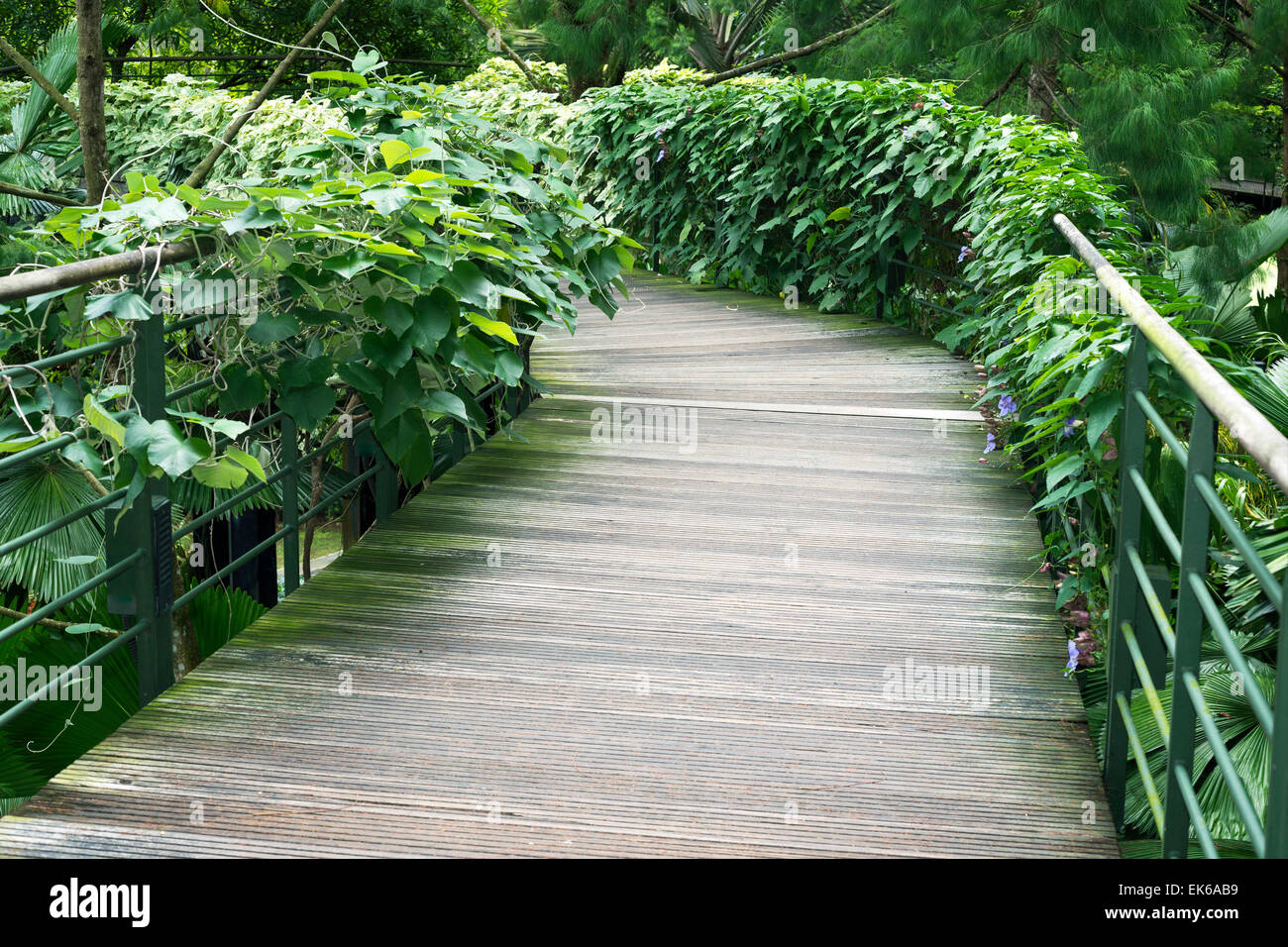 Singapore landscape nature hi-res stock photography and images - Alamy