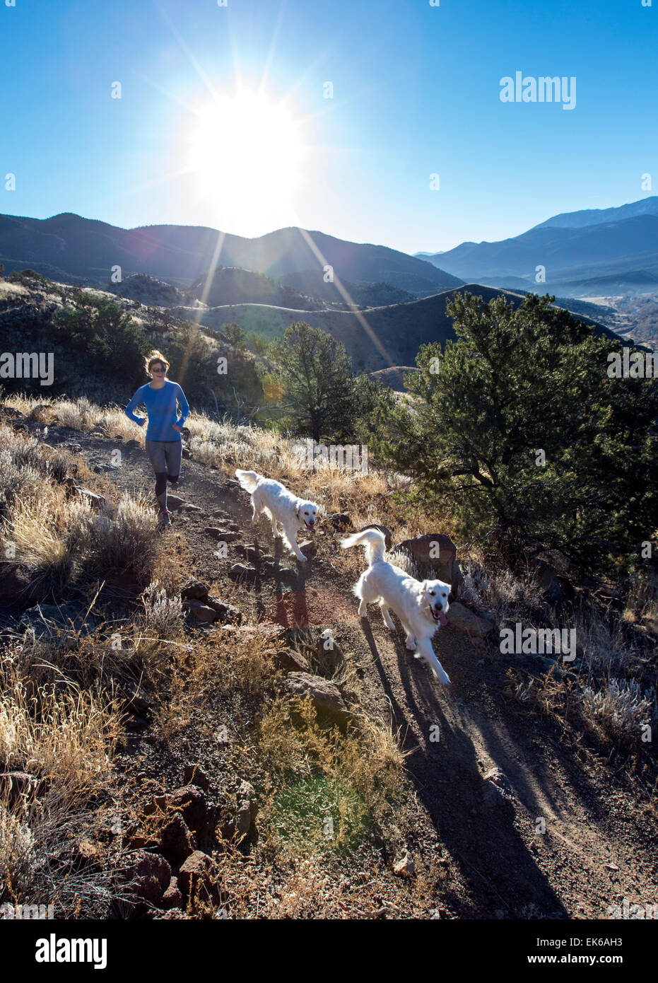 Woman & dogs running on mountain trails near Salida, Colorado, USA Stock Photo