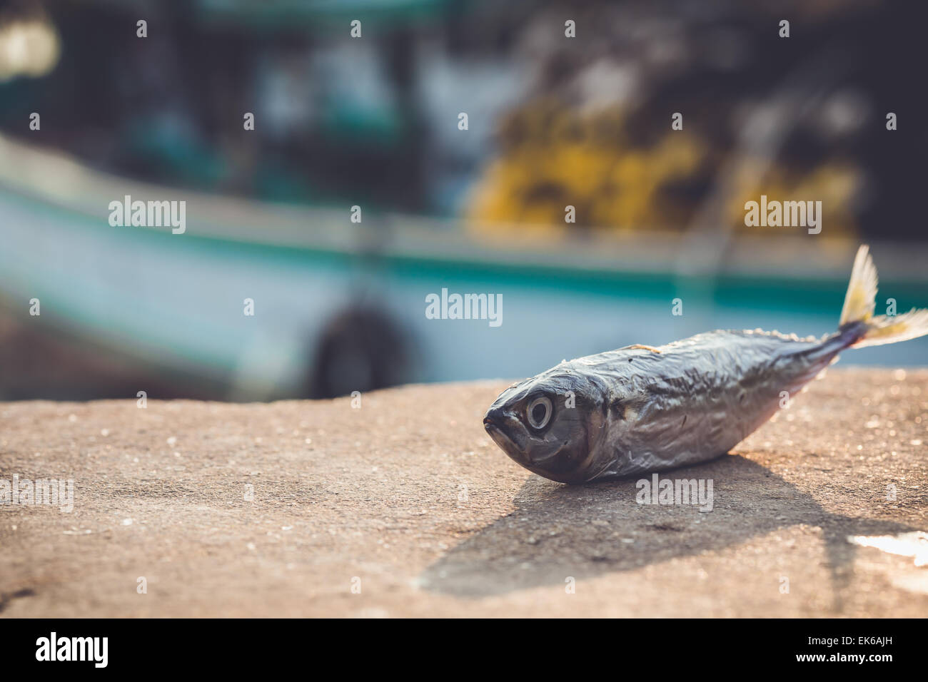 Dead fish on cement edge, environment concept Stock Photo Alamy