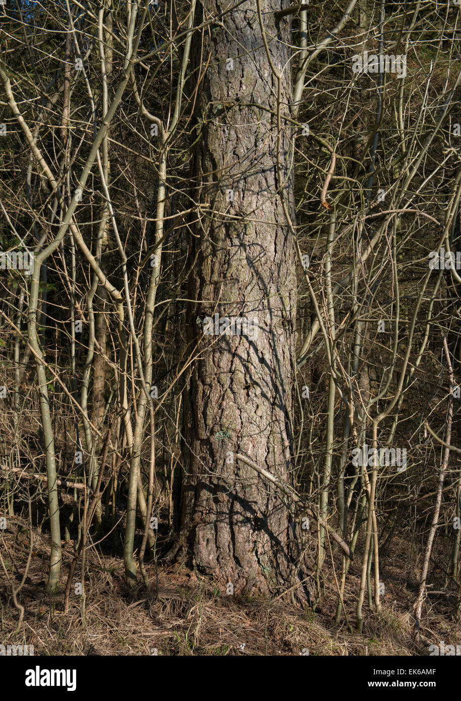 MAture tree surrounded by new growth saplings Stock Photo
