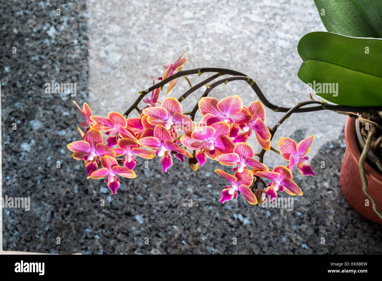 Phalaenopsis orchids flagstone studio light pink bush flower bouquet in a vase in green earth gloss black stone, free space for Stock Photo