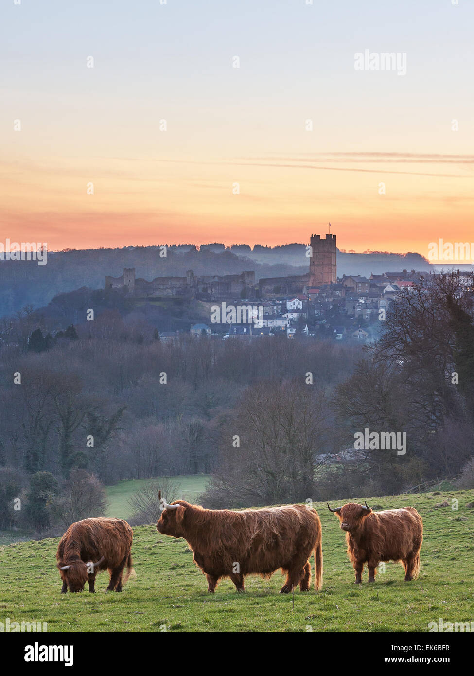 Highland cattle below Richmond, North Yorkshire Stock Photo