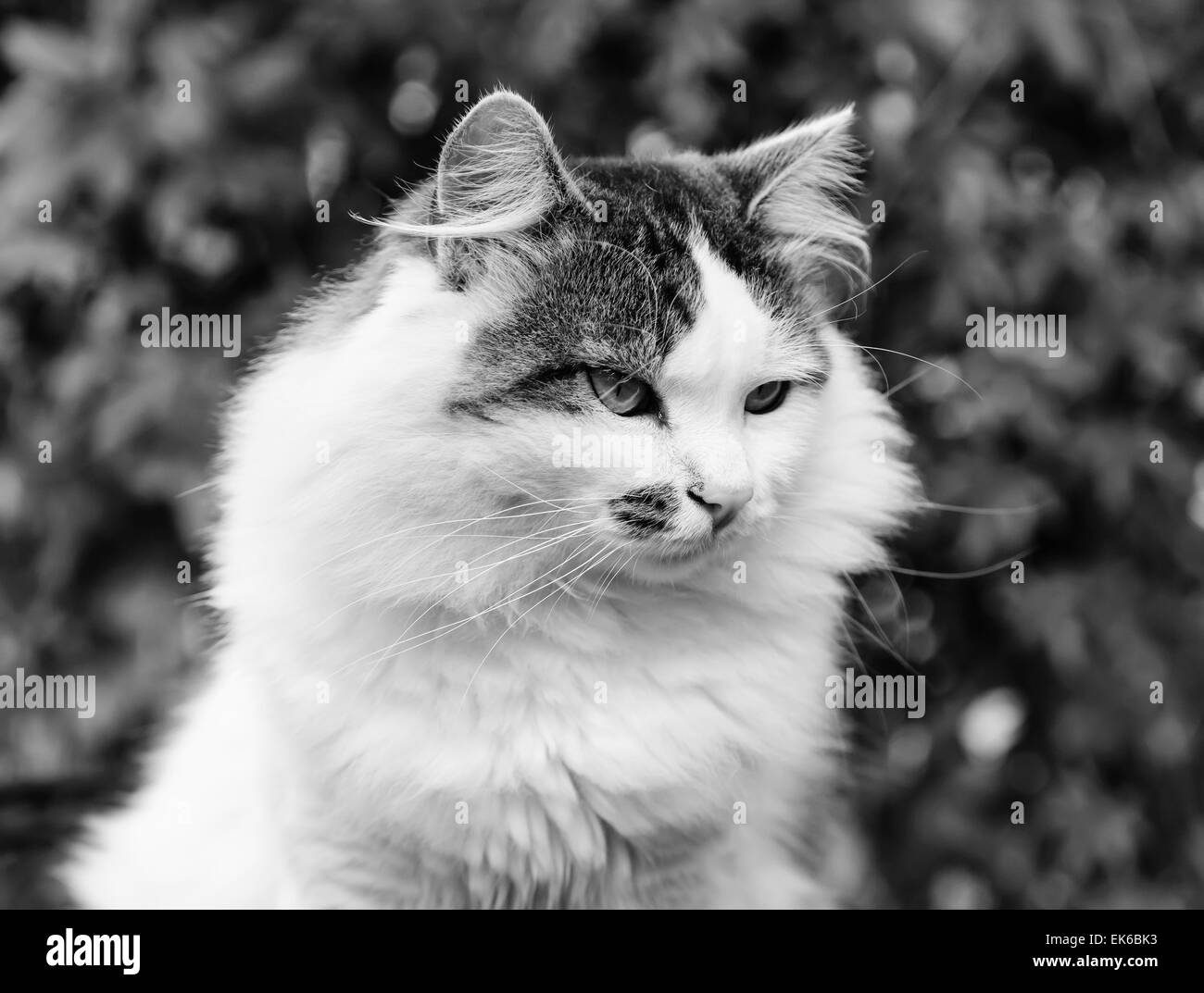domestic cat portrait Stock Photo - Alamy