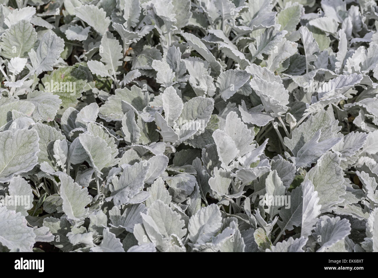 Background from leaves of dusty miller with the botanical name Cineraria maritima. Stock Photo