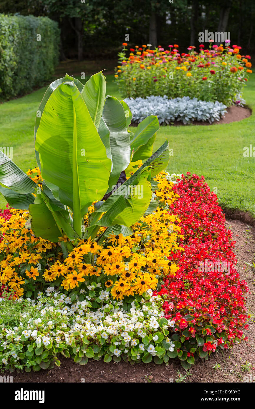 Flower beds with begonias, zinnias, black eyed susans and a banana plant used as an accent. Stock Photo