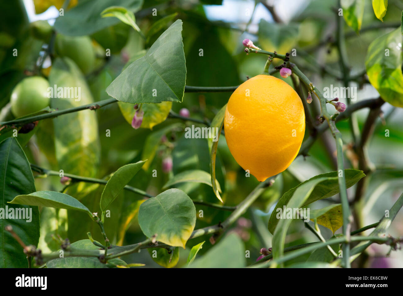 Citrus limon 'meyer' . Lemon fruit on a tree in the glasshouse at RHS Wisley gardens, Surrey, UK Stock Photo