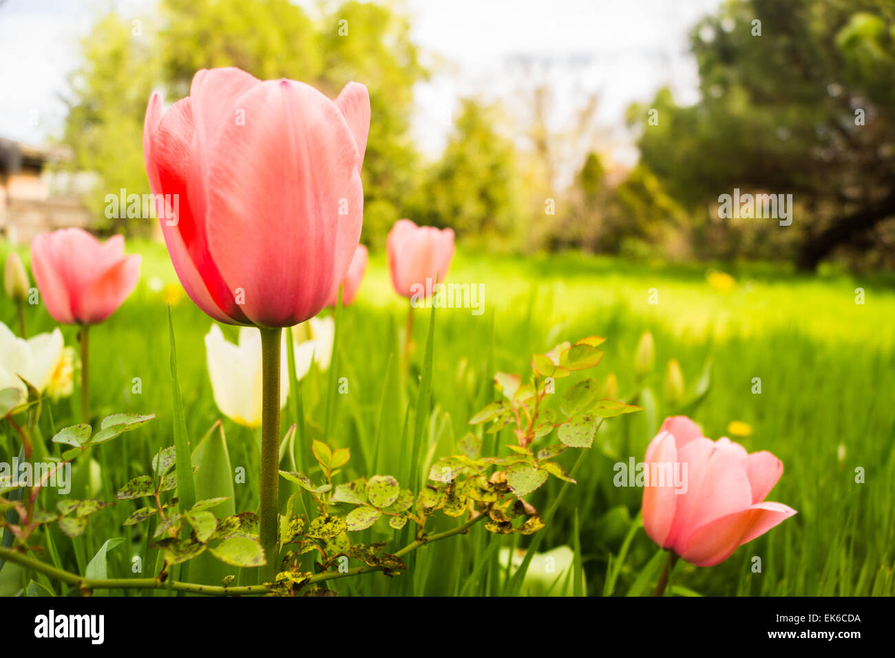 Wild tulips in an overgrown grassy field with flowers. Stock Photo