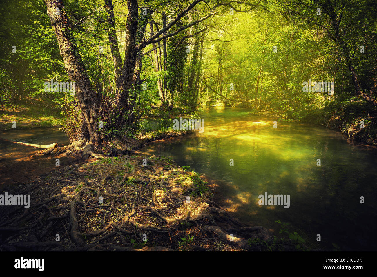 Sunset in the beautiful forest. Mountain river. Summer landscape in Crimea Stock Photo