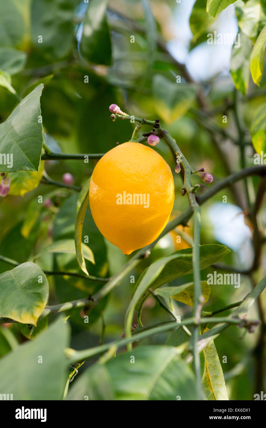 Citrus limon 'meyer' . Lemon fruit on tree Stock Photo