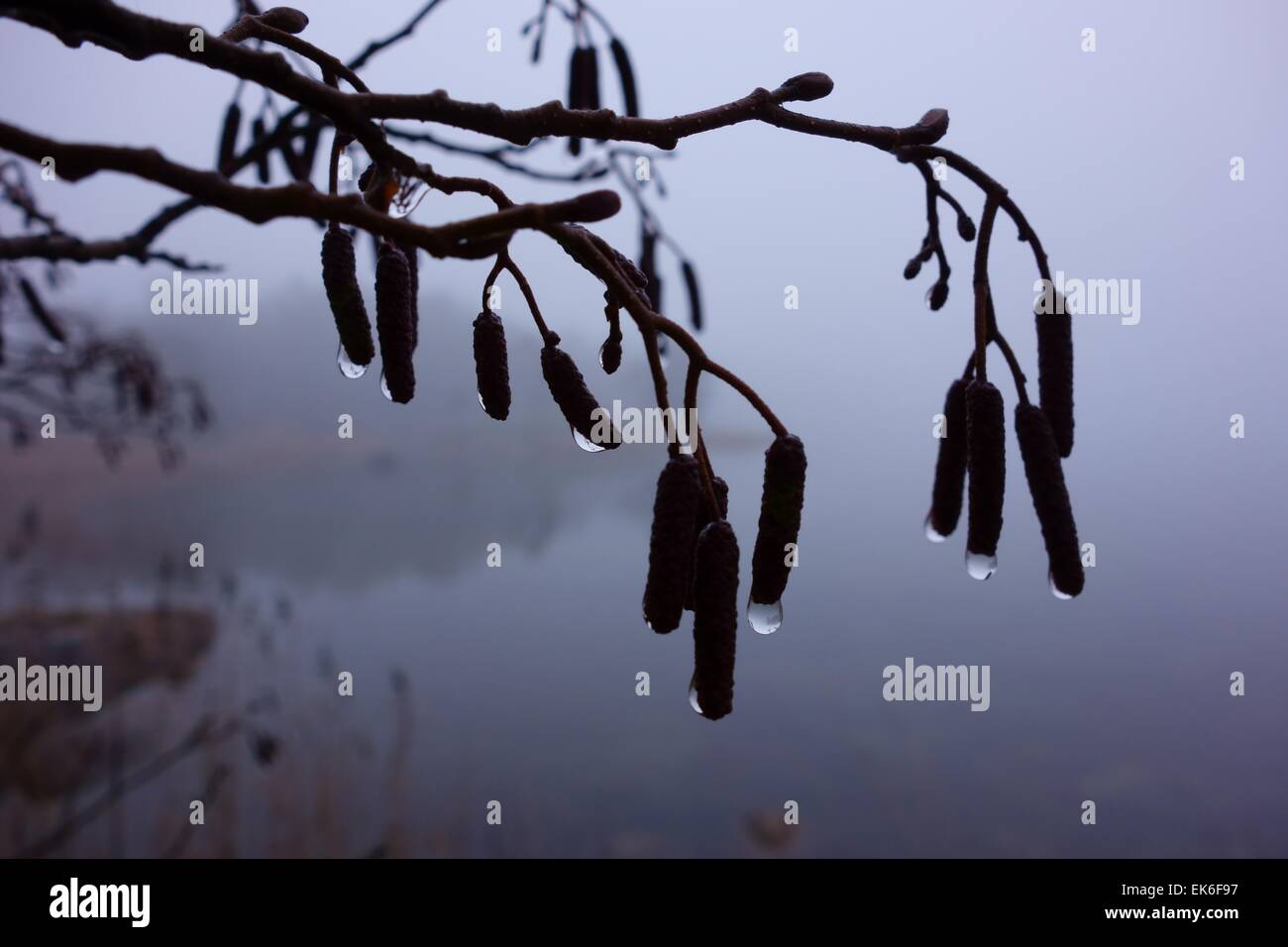 Water drops on branch on a foggy morning Stock Photo
